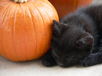 Halloween Safety Tips For Your Dog And Cat | Jester Plaza Veterinary Clinic